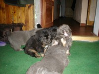 /album/stenatka/dsc02529-jpg/