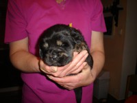 /album/anabel/a2200g-jpg/