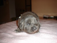 /album/aron/a29-1-2011-jpg6/