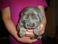 /album/aron/a2600g-jpg/